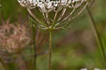 American wild carrot